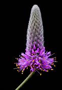 Dalea ornata, Prairie Clover